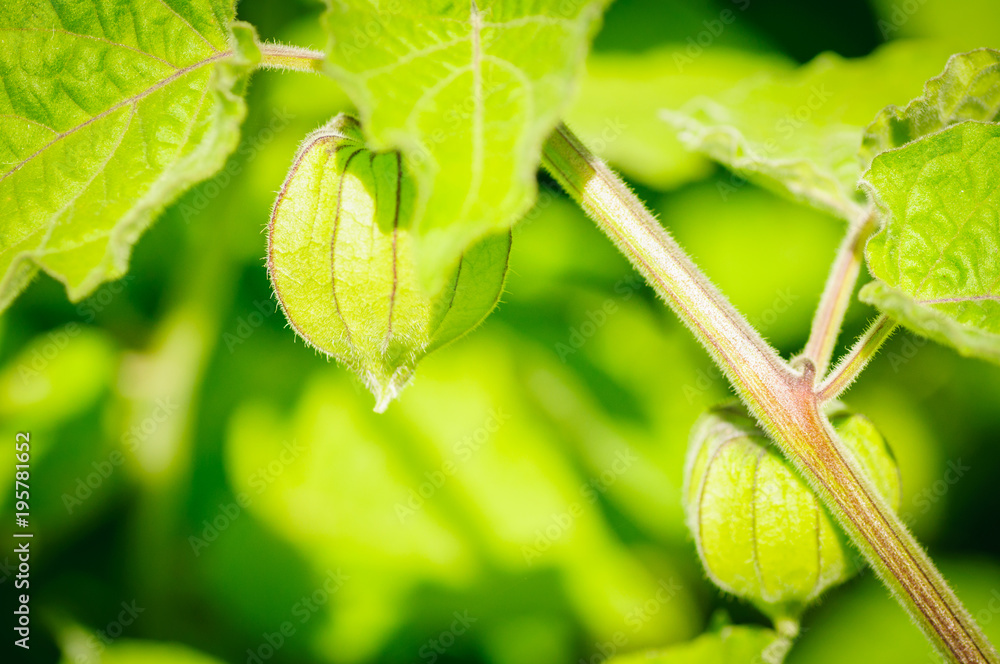 Physalis angulata。一种突出的彩色膨胀的花萼纹理，具有美丽的绿色图案。