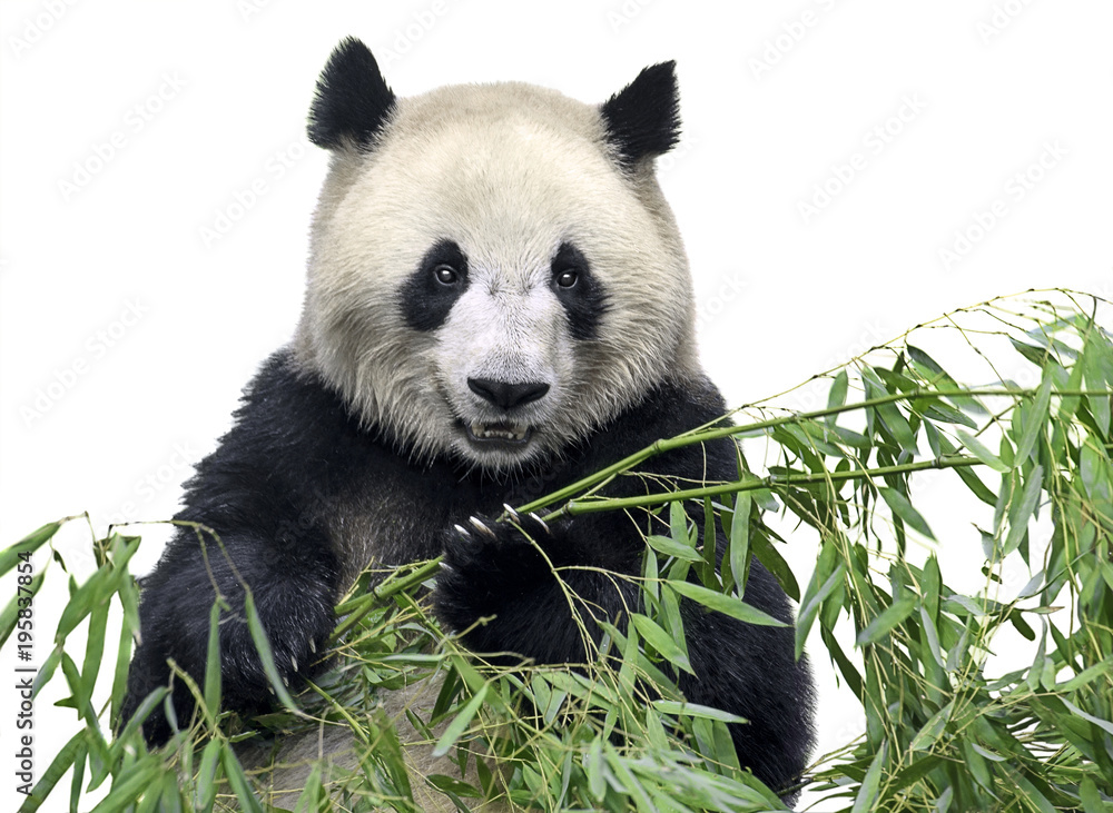 Isolated panda. Big panda bear holding a bunch of bamboo branches with leaves isolated on white back