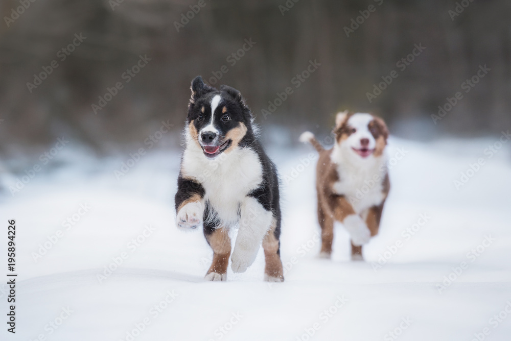 两只快乐的澳大利亚牧羊犬在冬天玩耍