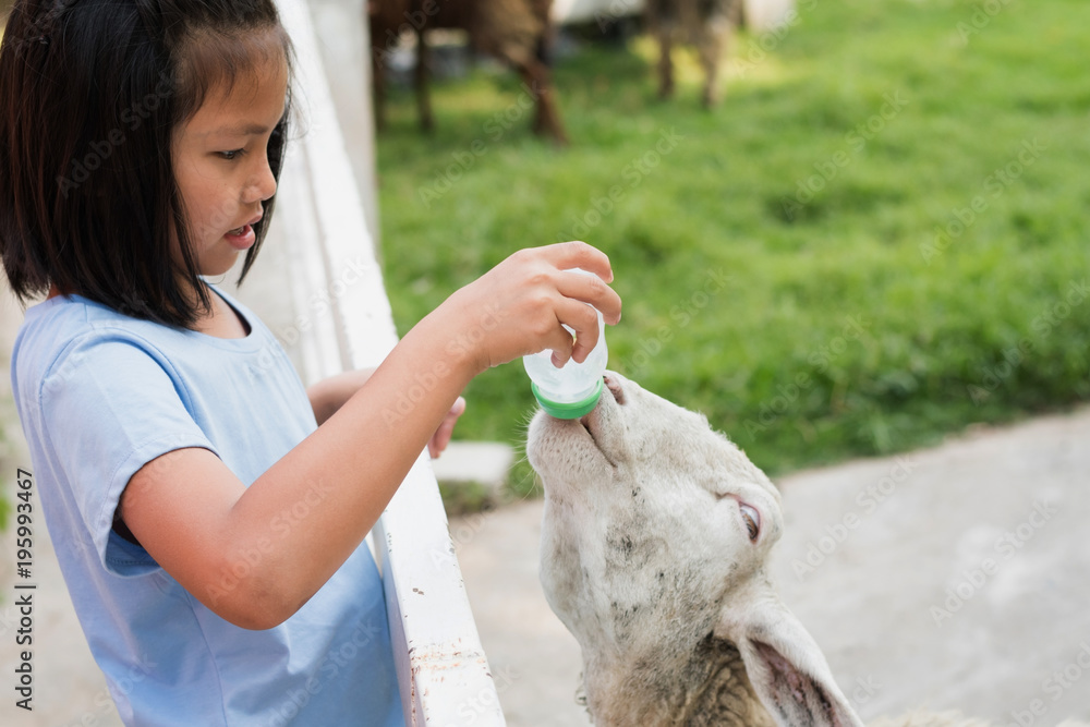 cute little girl feeding goat in stall