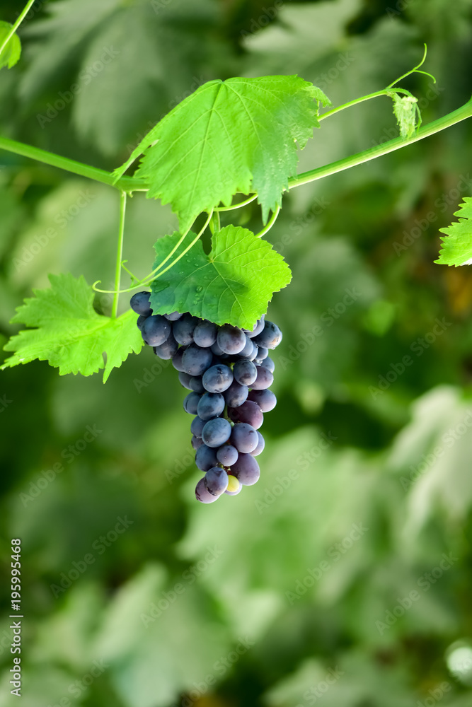 Bunches of grapes on the vineyard