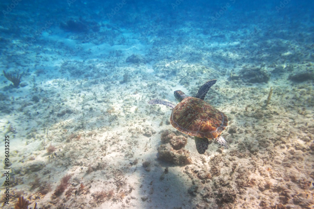 绿海龟在墨西哥加勒比海游泳