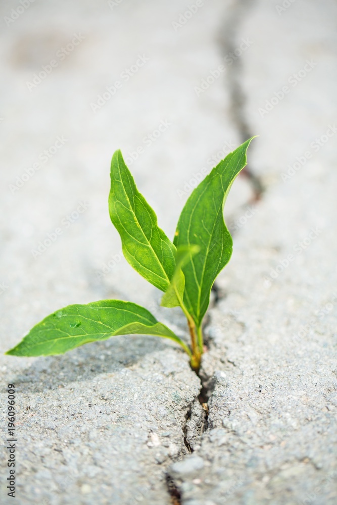 植物在混凝土人行道上扎根