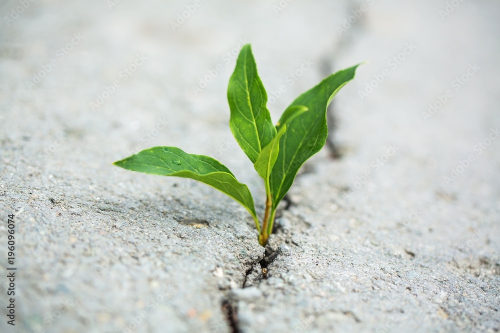 植物在混凝土人行道上扎根