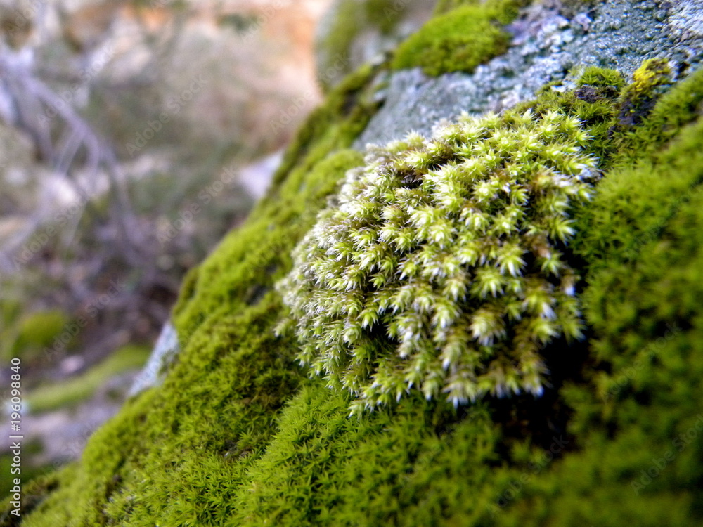 Green Moss