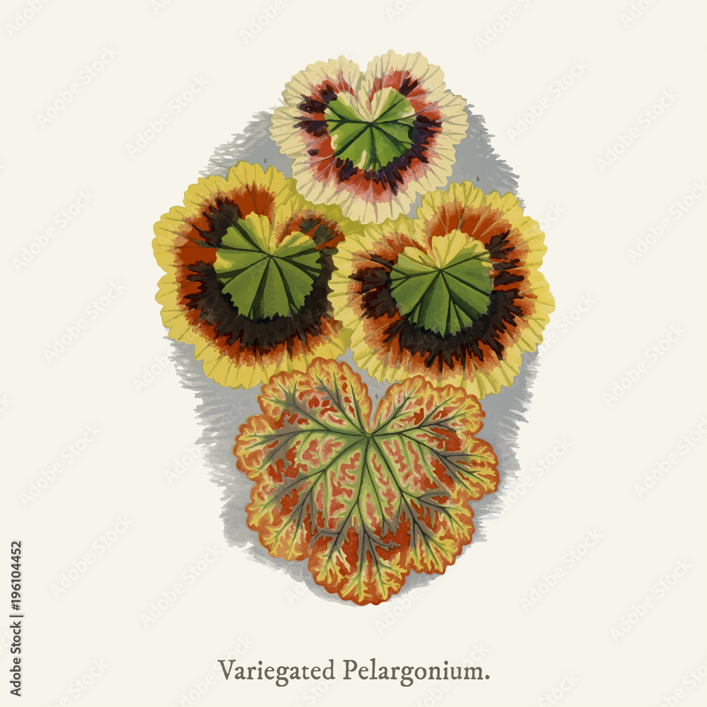 Variegated Geraniums (variegated pelargonium) found in (1825-1890) New and Rare Beautiful-Leaved Pla