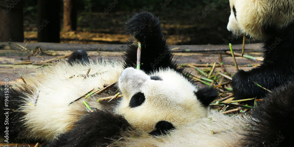 panda eating bamboo