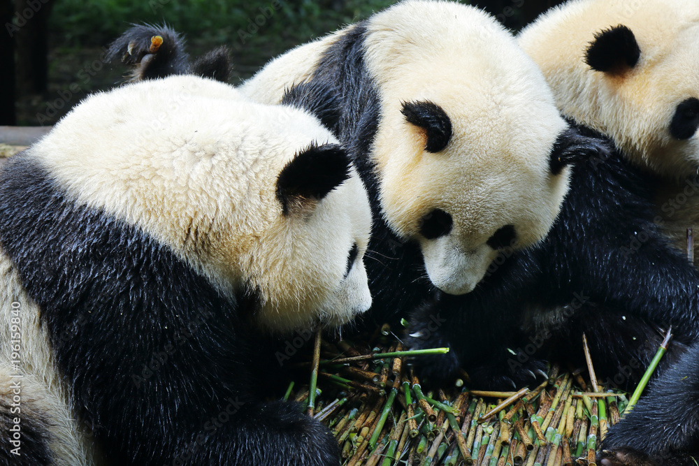 panda eating bamboo