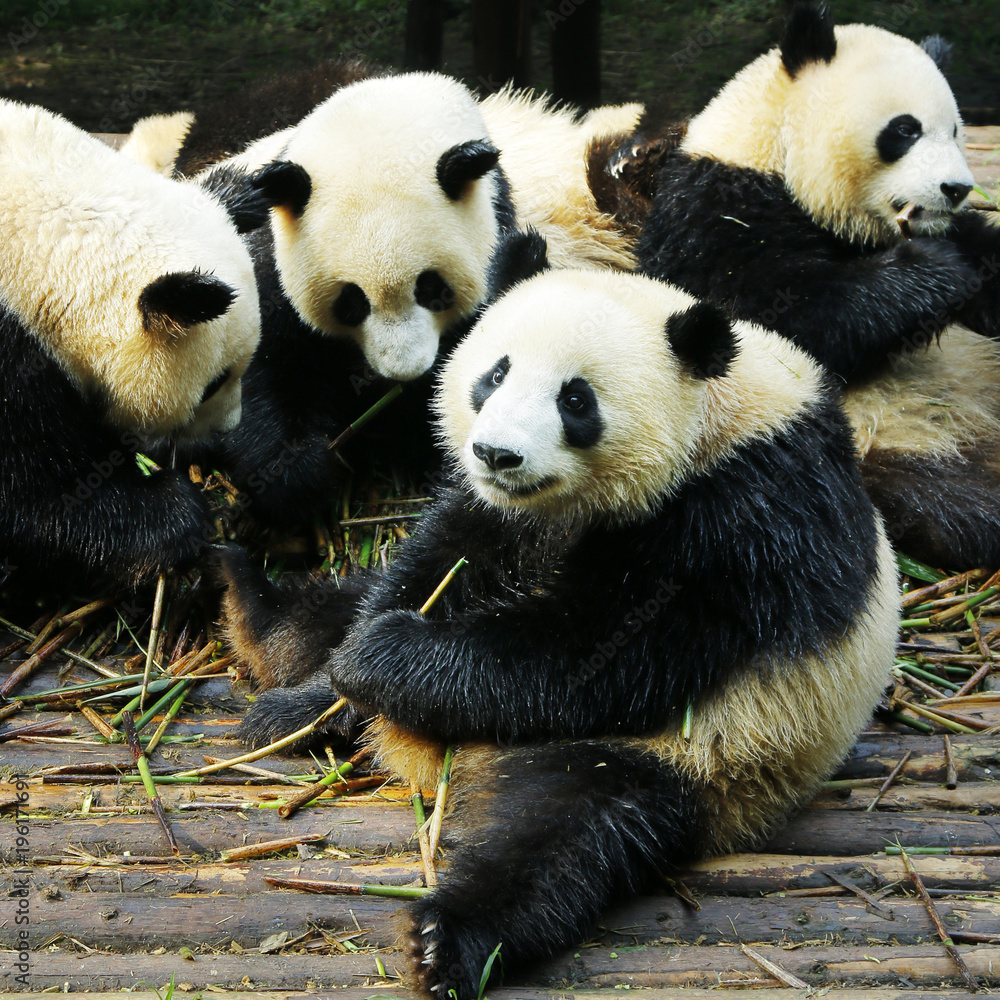 panda eating bamboo