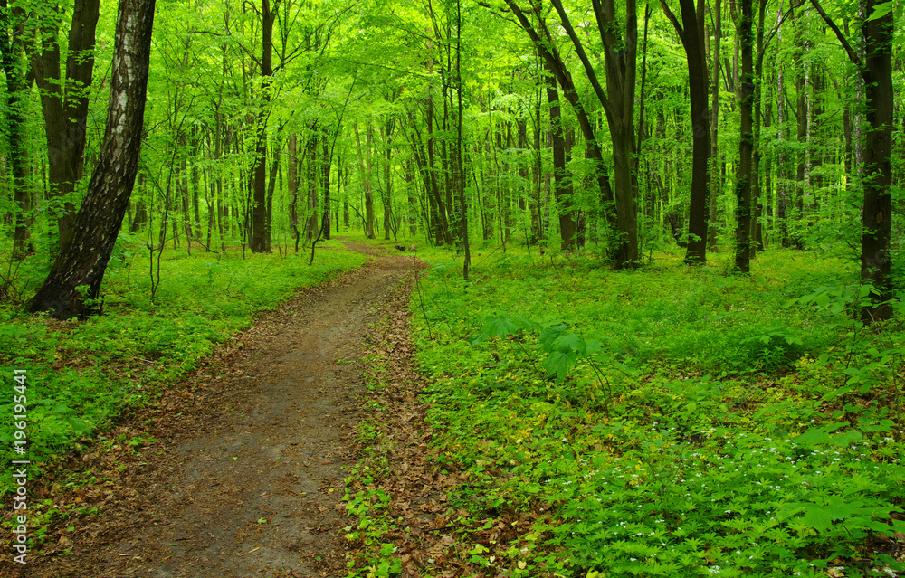 Forest trees in spring