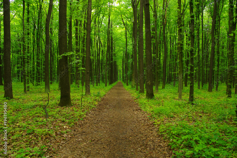 Forest trees in spring