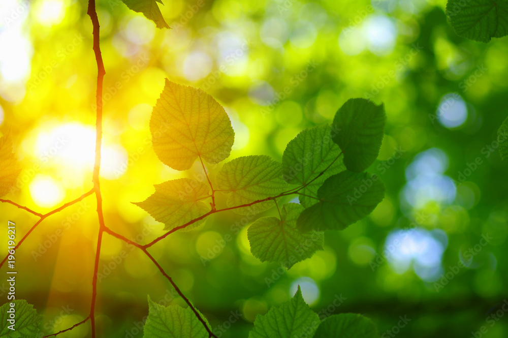 Green leaves and sun