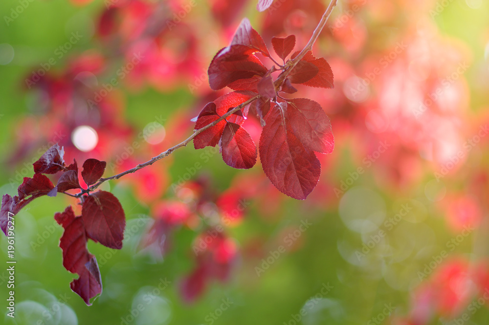  leaves and sun in spring