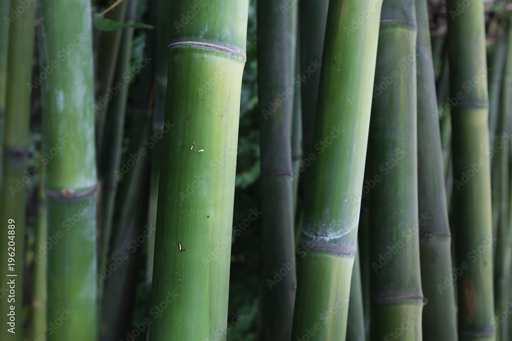 bamboo stick 