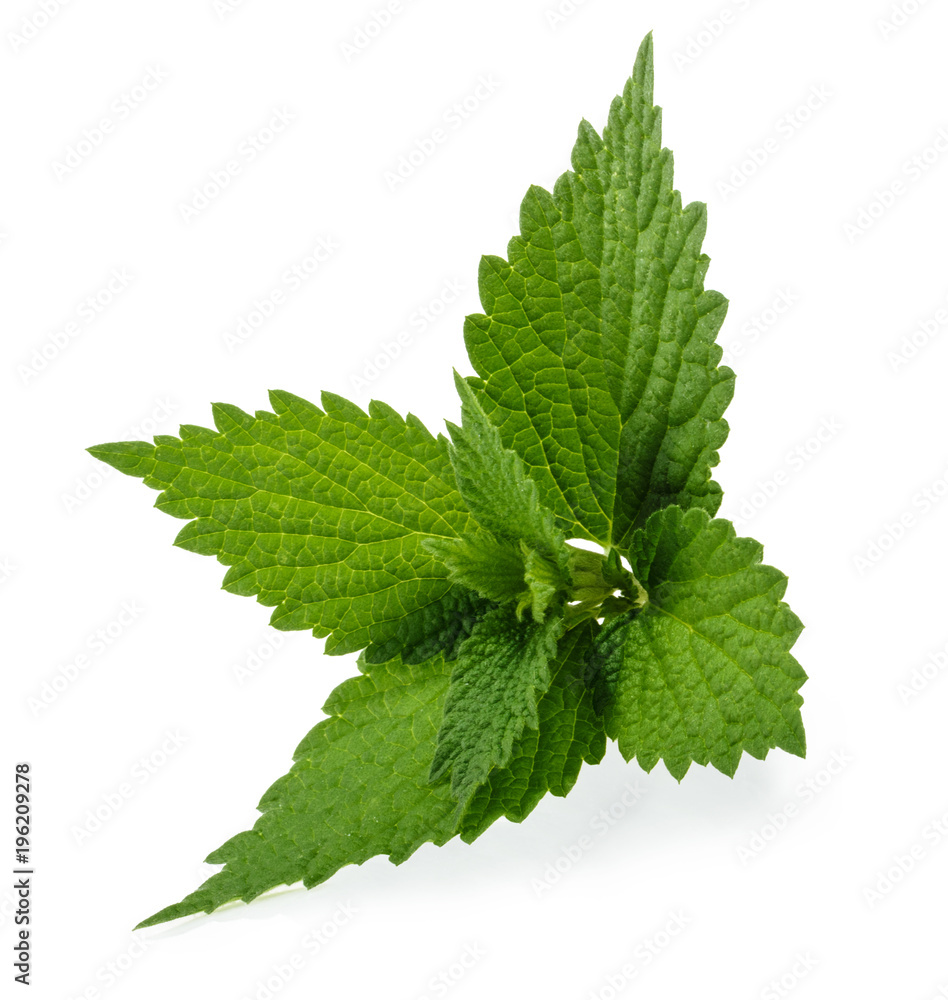 Nettle isolated on white background