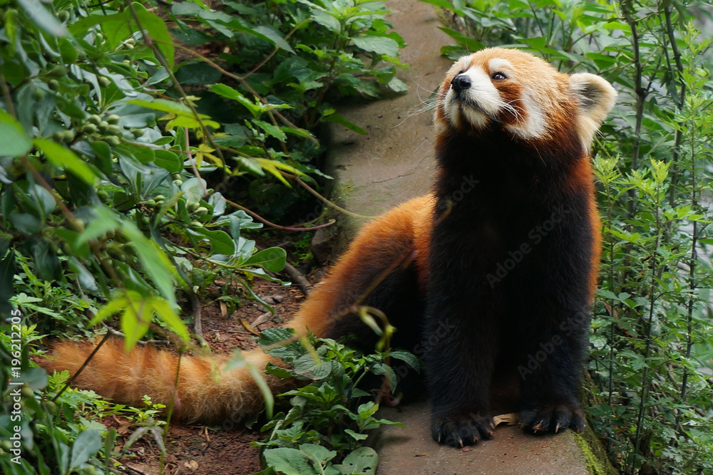 red panda in forest