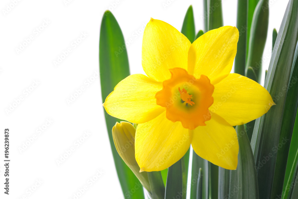 Close-up view of yellow daffodil with leaves isolated on white background. Spring flower blooming