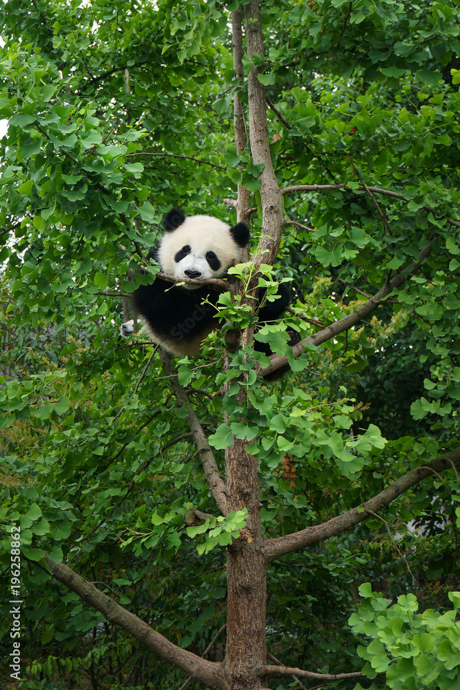 树上的小熊猫