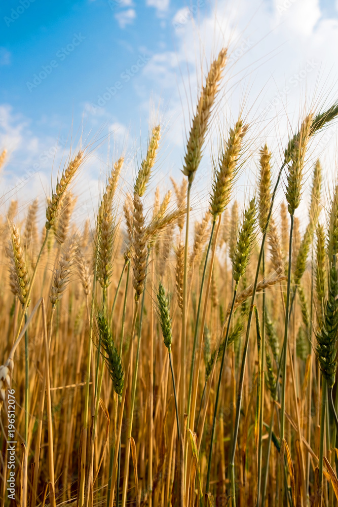 Barley Wheat field in golden glow and cloud blue sky in Chaingmai Thailand