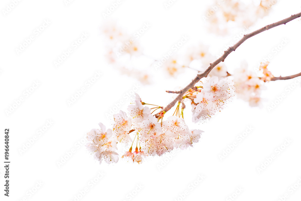 満開の桜の花