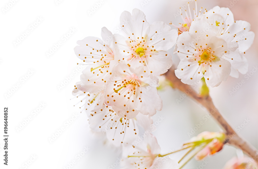 満開の桜の花