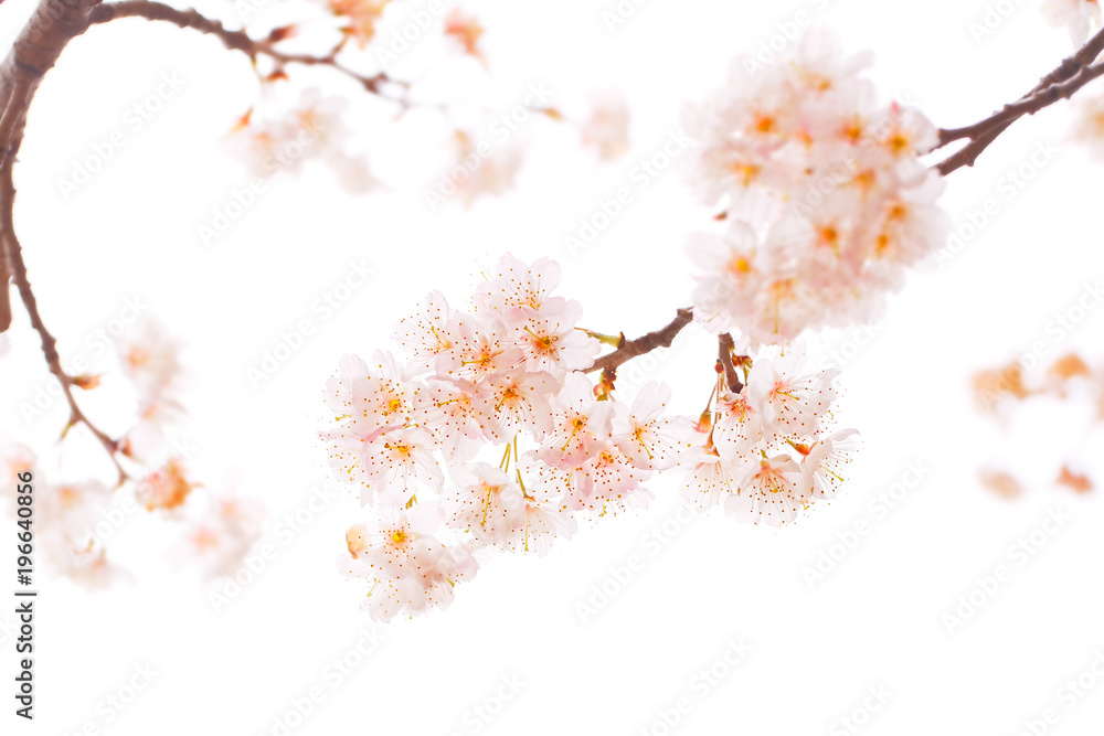 満開の桜の花