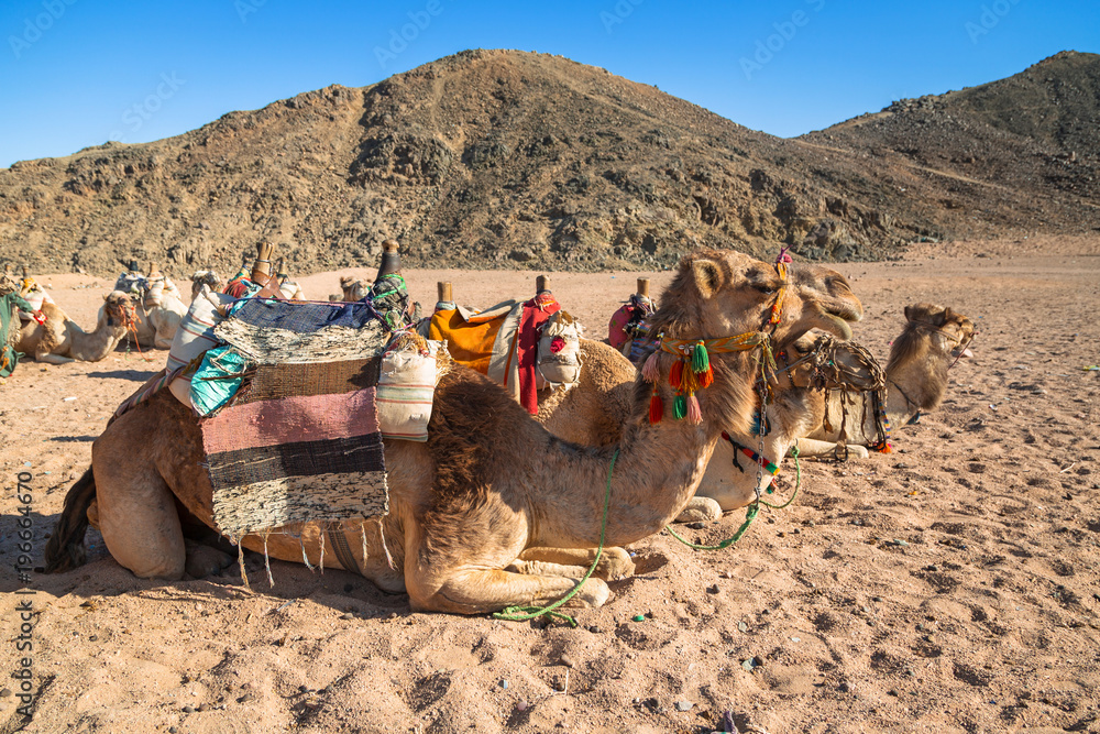 Camels on the african desert in Egypt