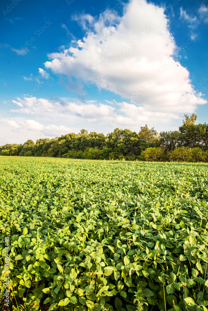 Green soybean field landscape