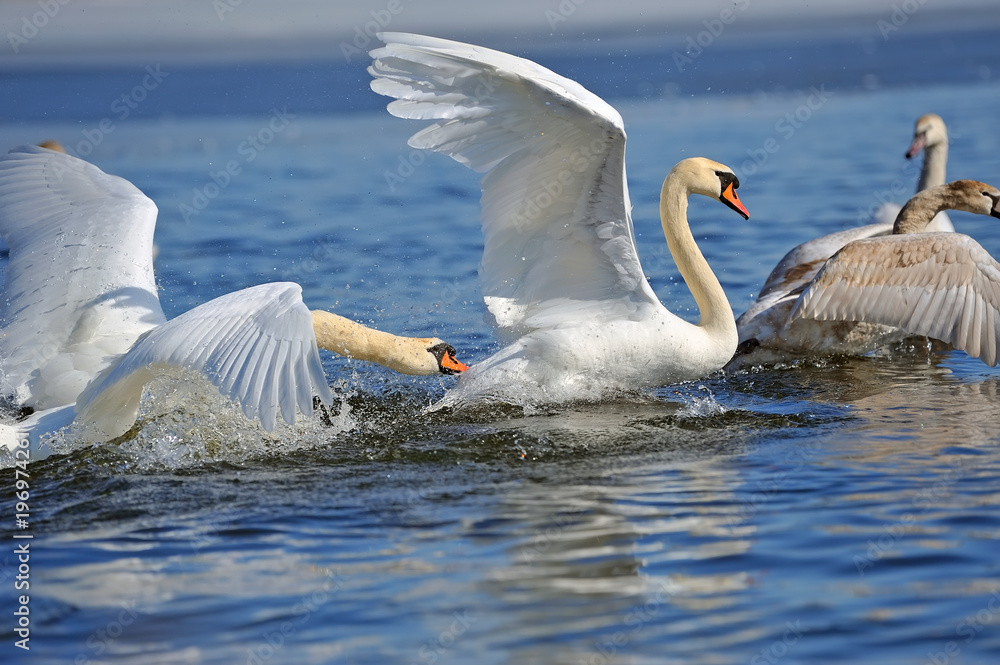 Swans taking flight on lake