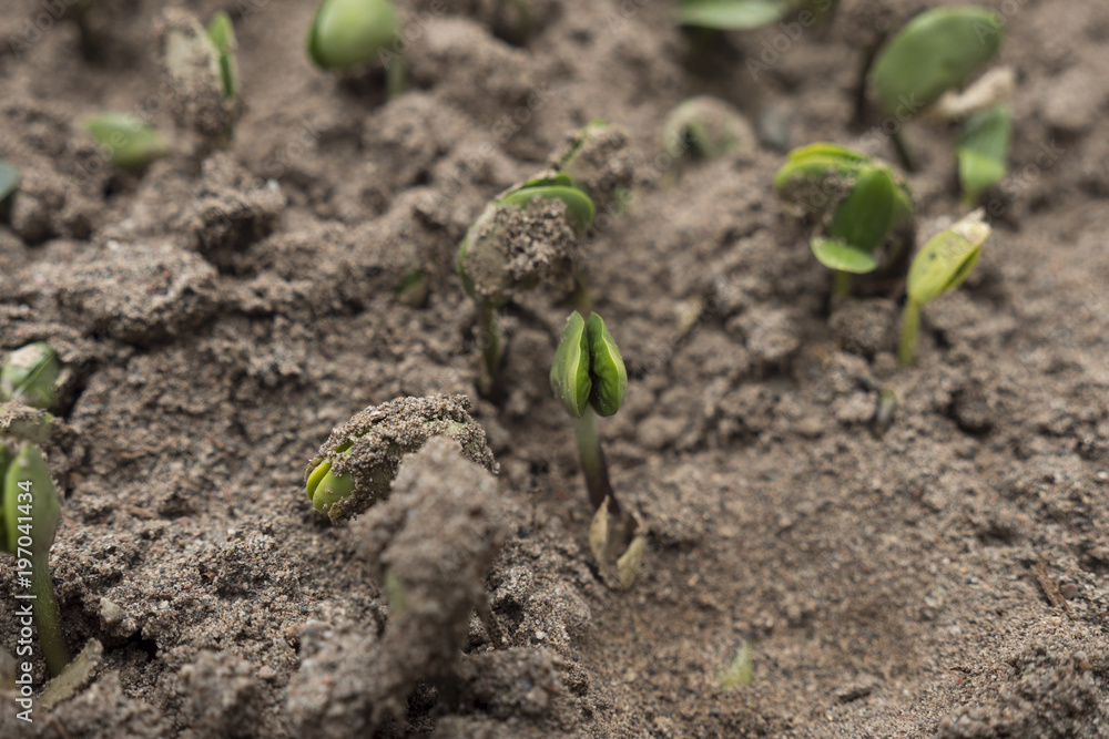 spring bud bean sprouts