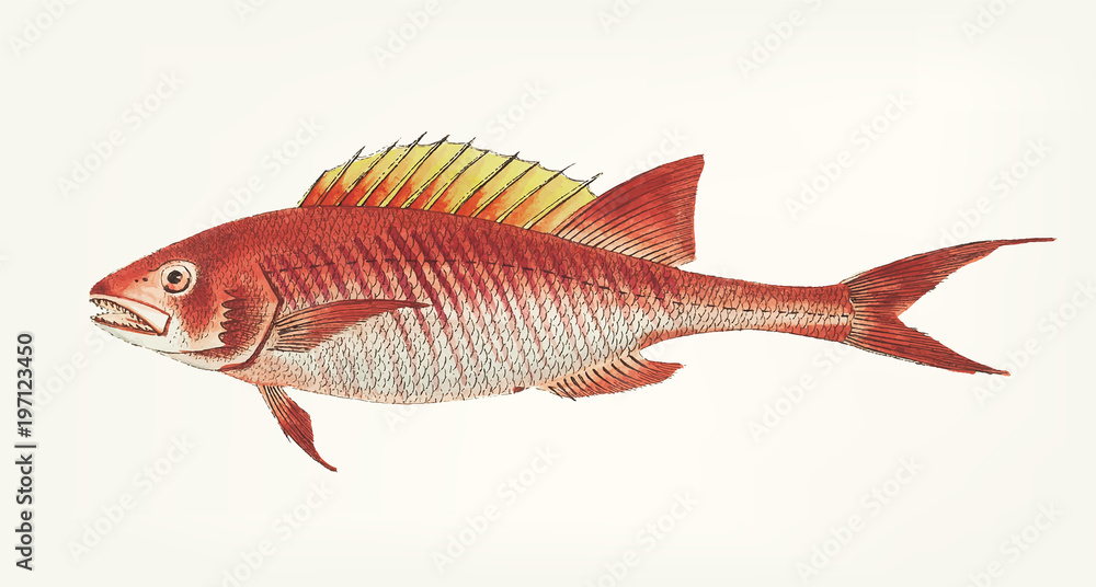 Illustration of a fish