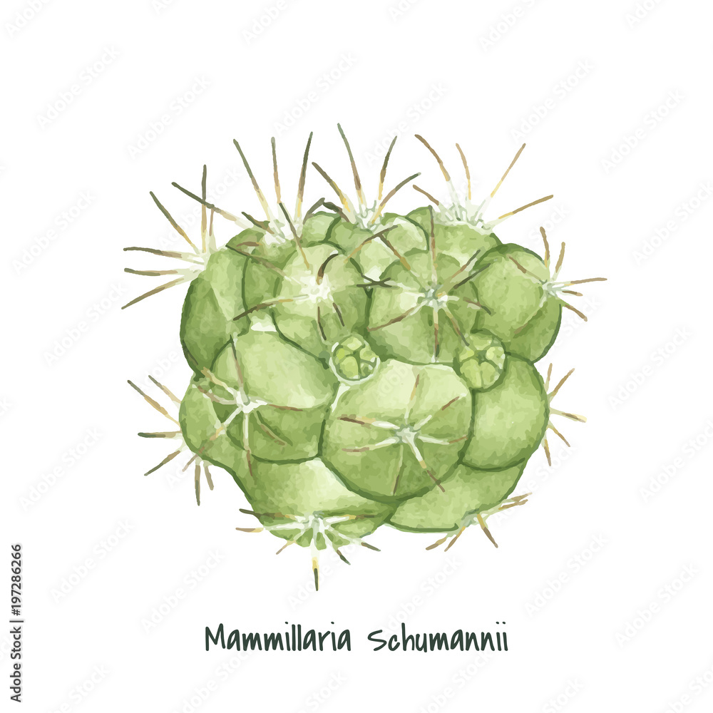 Hand drawn mammillaria schumannii pincushion cactus