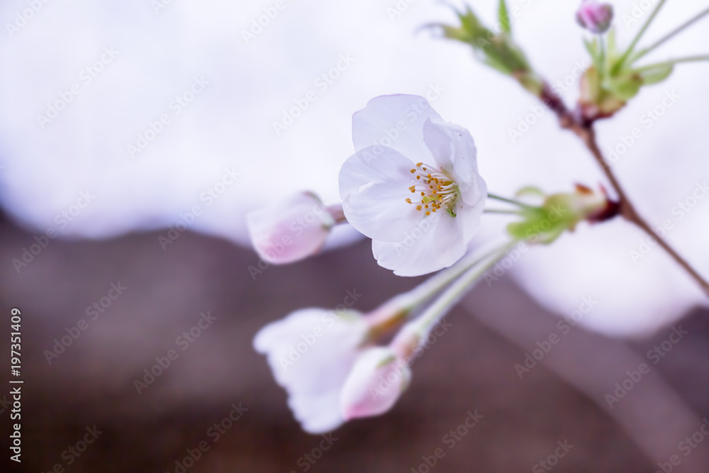 咲きはじめの桜