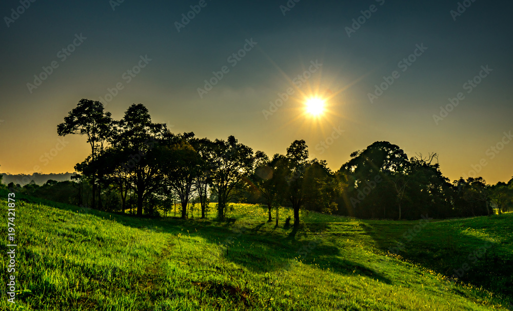 公园日落美景，绿树成荫，绿草地开白花