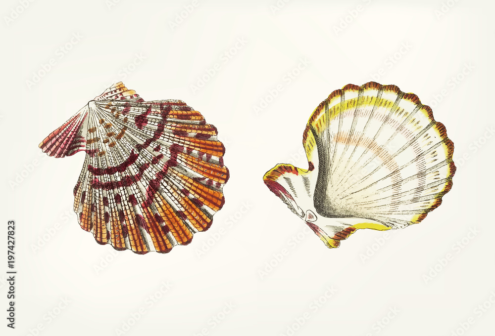 Illustration of animal artwork 