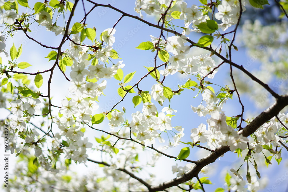 公園の桜