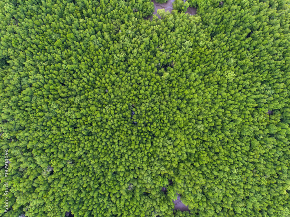 俯视树，美丽的背景，鸟瞰图，红树林，天然草纹理，模糊