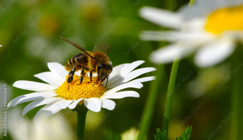  Bee on a daisy