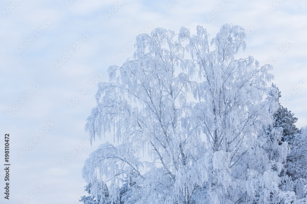 Trees covered in frost snow nature winter scene