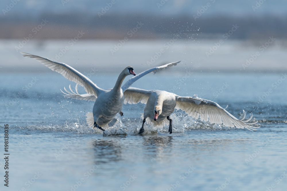 Swans taking flight on lake