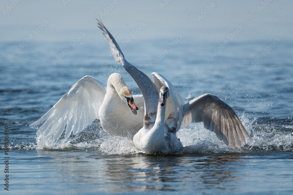 Swans taking flight on lake