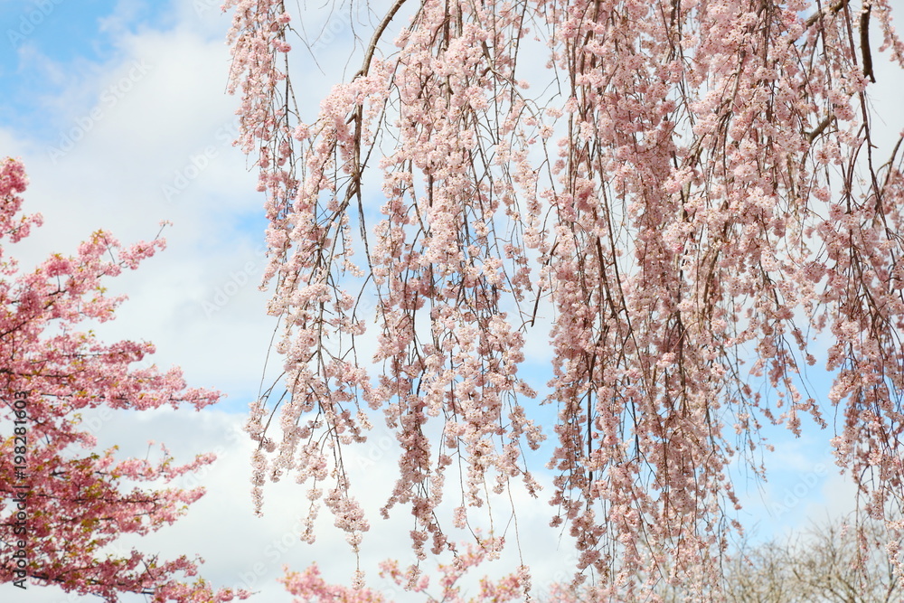 枝垂れ桜