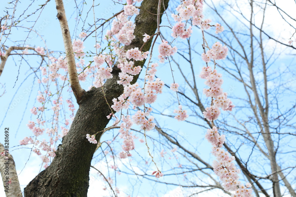 枝垂れ桜