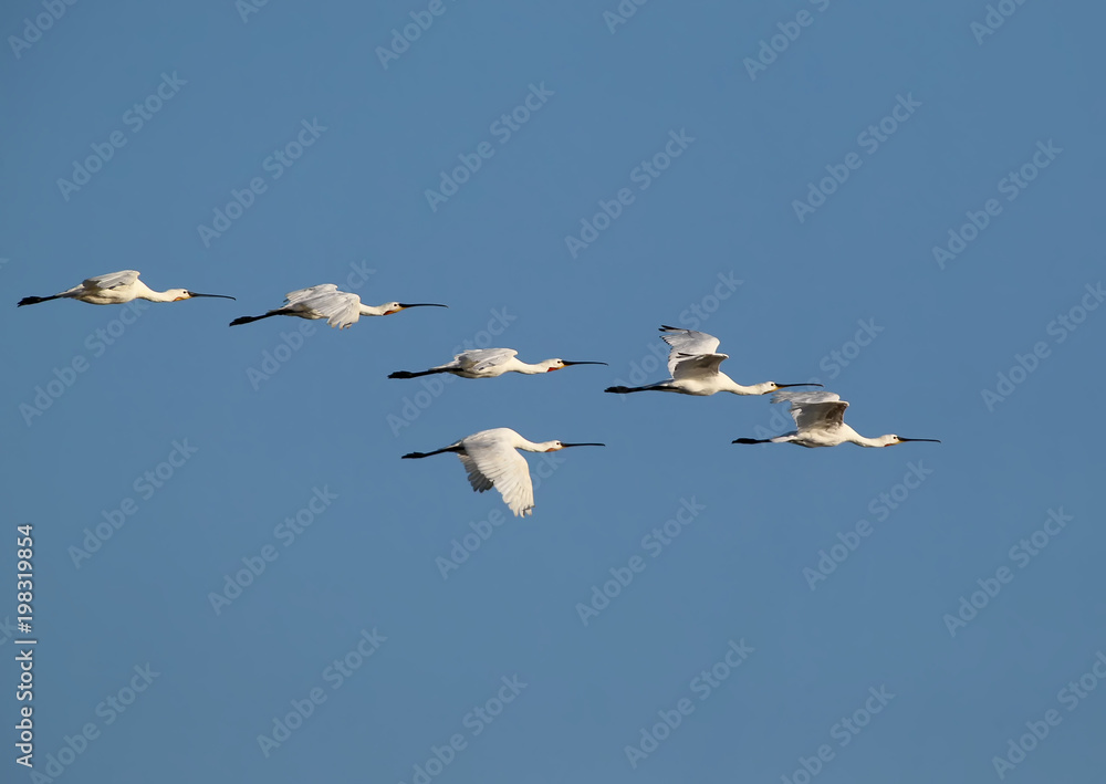 A flock of an Eurasian spoonbills in flight against a background blue sky