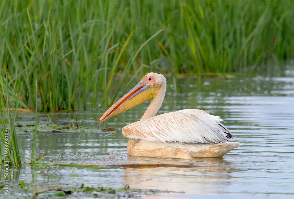 Close up and detailed photo a white pelicans floats in a water in natural habitat