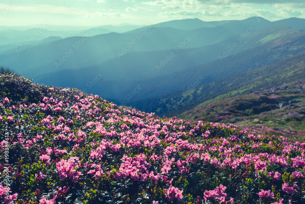 Magic pink rhododendron flowers on summer mountain. Dramatic sky and colorful sunset. Chornohora rid