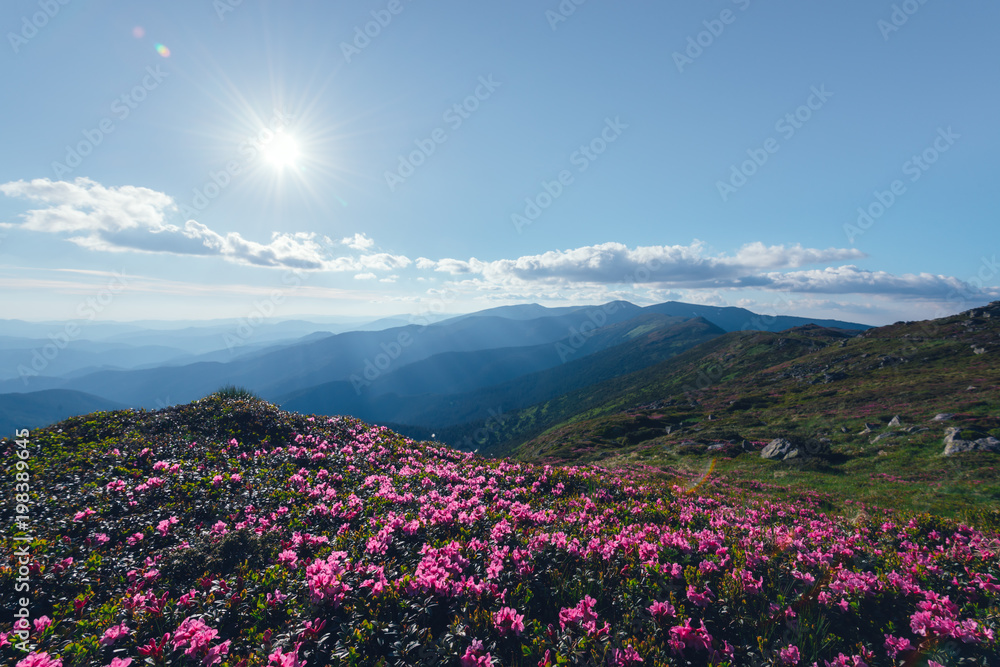 夏日山上神奇的粉红色杜鹃花。戏剧性的天空和五颜六色的日落。Chornohora rid