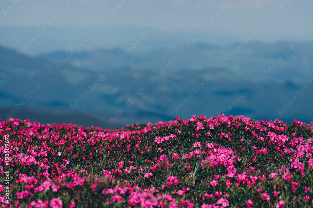 Magic pink rhododendron flowers on summer mountain. Dramatic sky and colorful sunset. Chornohora rid