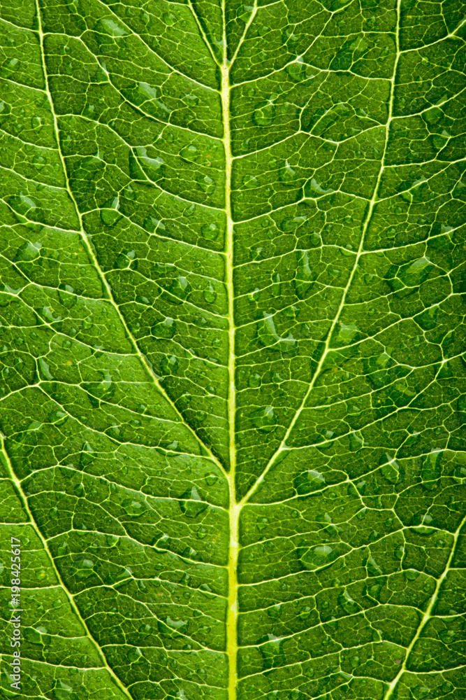 Green leaf background