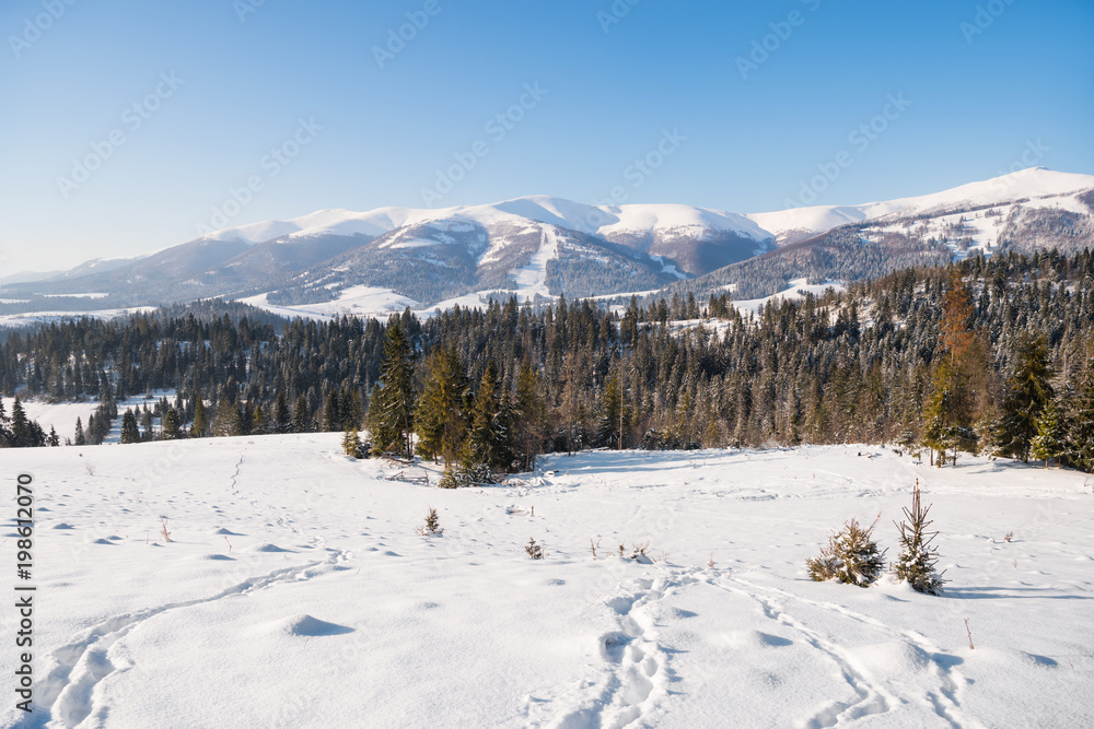 Landscape of the mountain forest